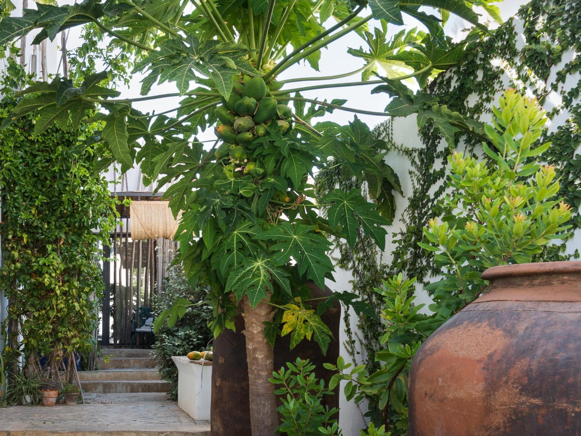 Altanure Almatere - Food Forest Boutique Stay Tavira Exterior foto